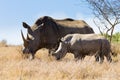 White rhinoceros with puppy, South Africa Royalty Free Stock Photo